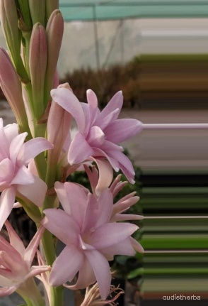 augmented_Polianthes tuberosa flower7_0_2103.jpeg